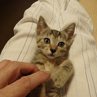 生後2ヶ月 メス猫
