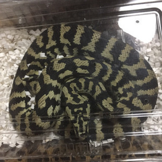 爬虫類、奇蟲を飼育してる方！