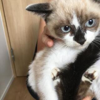 シャム系ちゃんの里親さん募集