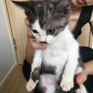 【画像追加しました】薄い黒キジっぽい男の子の里親さん募集