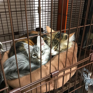 猫友募集