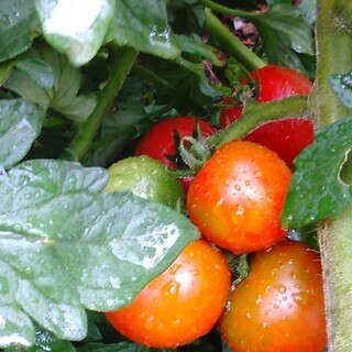 朝採りの胡瓜（７/10の朝収穫）の画像