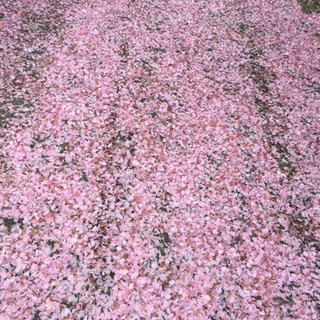 原付二種ツーリングクラブ茨城周辺で教えて下さい！ - 稲敷郡