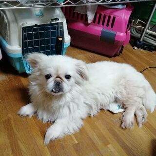 引っ越し先で飼えない為