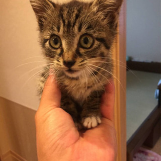 キジ猫女の子  