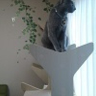 逗子　ねこ専用 ペットホテル　ケージを使用せず広い部屋で自由にのびのび過ごせます - ペット