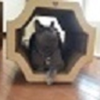 逗子　ねこ専用 ペットホテル　ケージを使用せず広い部屋で自由にのびのび過ごせます − 神奈川県