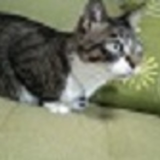 逗子　ねこ専用 ペットホテル　ケージを使用せず広い部屋で自由にのびのび過ごせます - 地元のお店