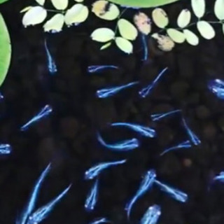メダカ 鉄仮面系統青幹之 稚魚