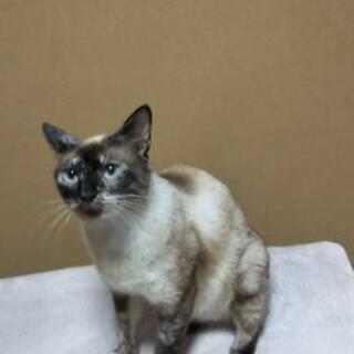 甘えん坊 ブッチ(仮名)です