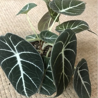 エキゾチック植物アロカシア・ブラックベルベット
