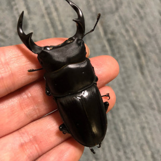 岩手県産天然オオクワガタ♂56mm♀38mm