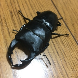 オオクワガタ 川西産
