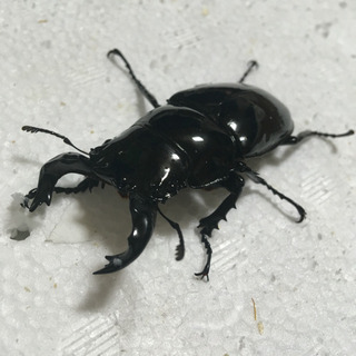 タランドゥス 使用済みペア