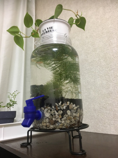 水換え楽々なボトルアクアリウム・水槽・生態セット