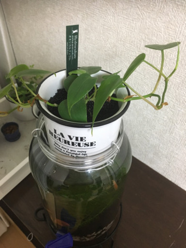 水換え楽々なボトルアクアリウム・水槽・生態セット
