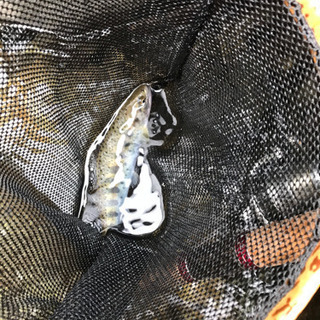 【釣り友メンバー募集】7月は鯵　（海・川問いません）　