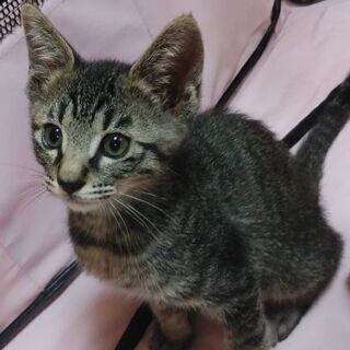 7月14日(日)の譲渡会に出します❤️キジトラ・キジシロ男の子女...