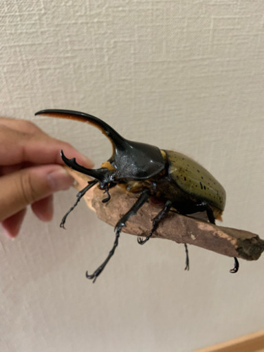 ヘラクレスオオカブト激安 イベントなどに！カブトムシクワガタ