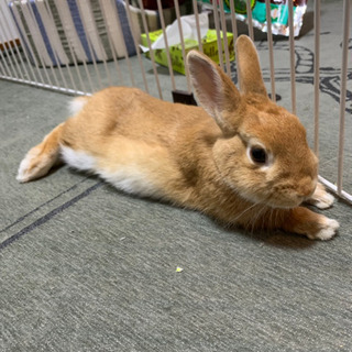 うさちゃん ネザーランドドワーフ
