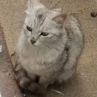 家族にいれてください。