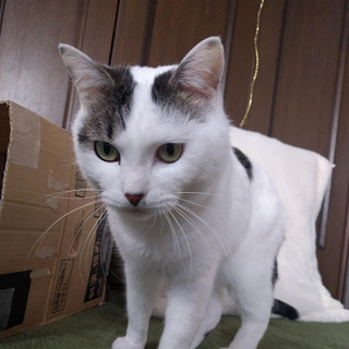 迷子猫　メスのキジ白　情報をお願いします