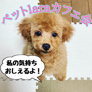 🌈初開催🌈☆ペットlaraカフェ会☆7月14日(日)11時〜＠天神