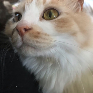 長毛、三毛猫、ホワイトデー生まれの3歳、メス