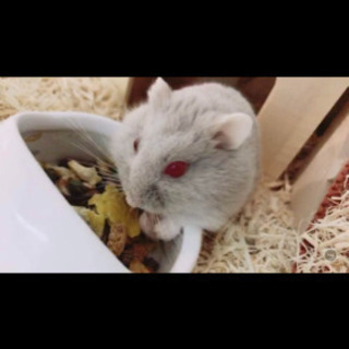 アルビノハムスター