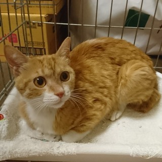 マヤちゃん、推定1歳の美猫さん