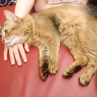 ソマリ ルディ 血統書付きの甘えん坊猫です。