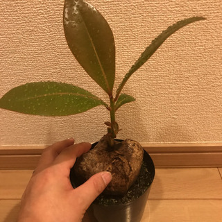 3鉢 八重山諸島の希少植物 ゴバンノアシ バリントニア  4寸の画像