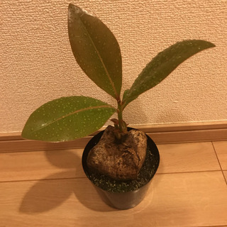 3鉢 八重山諸島の希少植物 ゴバンノアシ バリントニア  4寸の画像