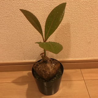 3鉢 八重山諸島の希少植物 ゴバンノアシ バリントニア  4寸の画像