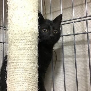（決定しました）ちょっとビビリ？　控えめクロスケ君 - 目黒区