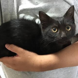 （決定しました）ちょっとビビリ？　控えめクロスケ君 - 猫