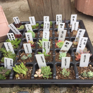 多肉植物  土付き  トレーごとの画像