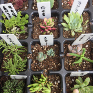 多肉植物  土付き  トレーごとの画像