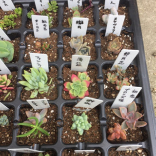 多肉植物  土付き  トレーごとの画像