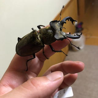 岩手県産ミヤマクワガタ♂2匹♀2匹セット