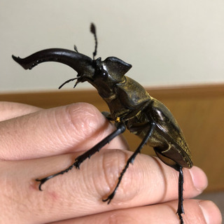 岩手県産ミヤマクワガタ♂2匹♀2匹セットの画像