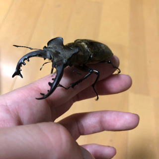 岩手県産ミヤマクワガタ♂2匹♀2匹セットの画像