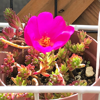 多肉植物 ピンキーの画像