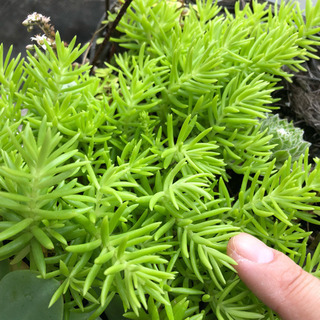 多肉植物 ゴールドビューティ