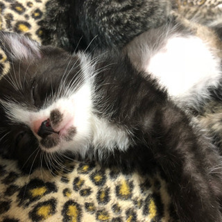 生後4ヶ月の子猫をもらってくれる方を募集します