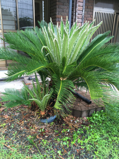 大きなソテツ 高さ約1m50cm 蘇鉄 剪定してイケメンになりました