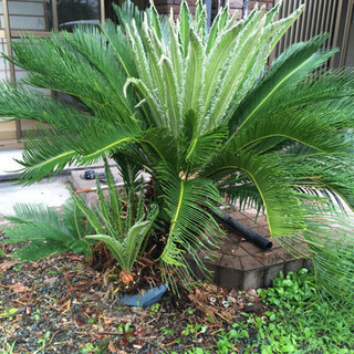 大きなソテツ 高さ約1m50cm 蘇鉄 剪定してイケメンになりました