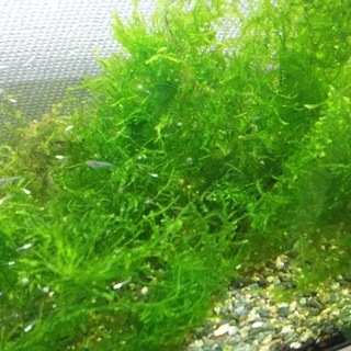 メダカの稚魚