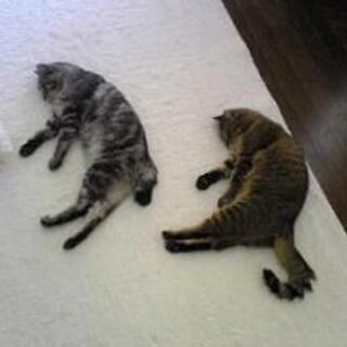 シニア世代で猫好き、喫煙する女性募集です^-^ - 友達