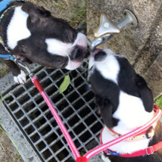 ボストンテリア♂ 生涯可愛がってくださる方募集！犬飼育経験者希望 - 犬